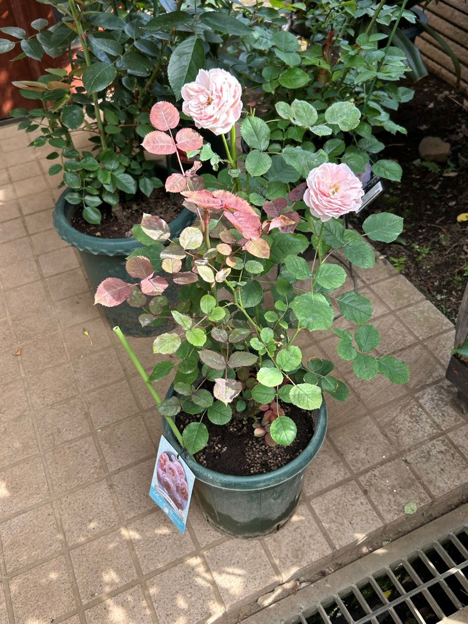 コンフィチュール開花苗の48週後