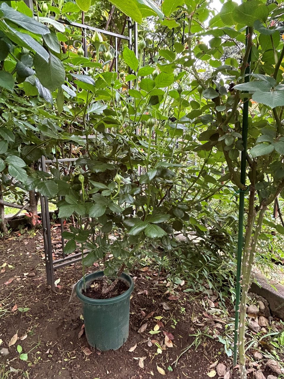 コート・ドール中苗の22週後