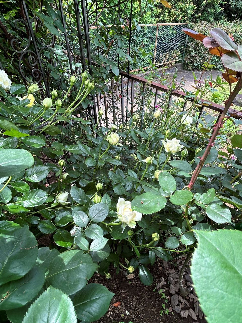 コート・ドール中苗の23週後