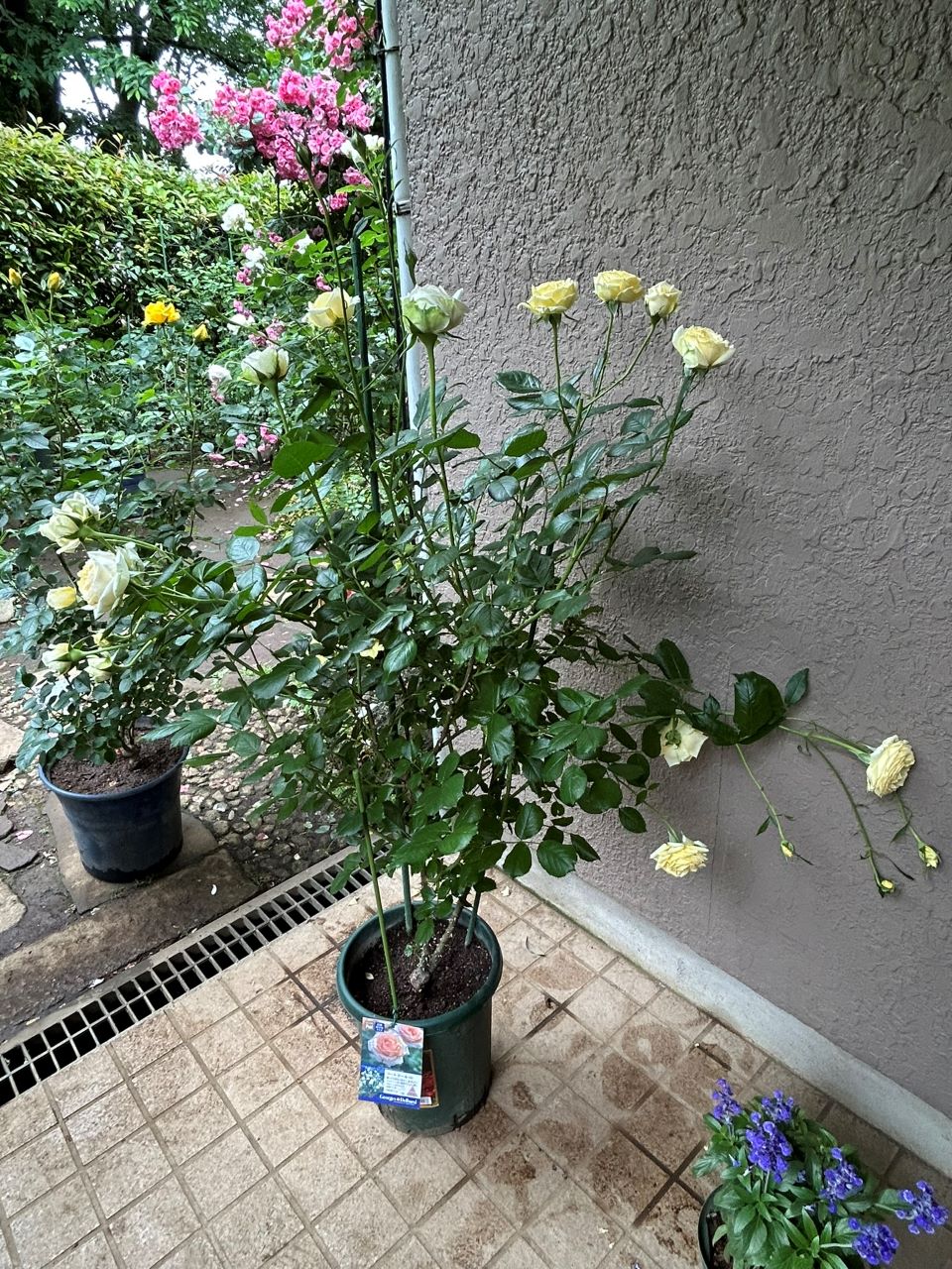 コート・ドール中苗の24週後