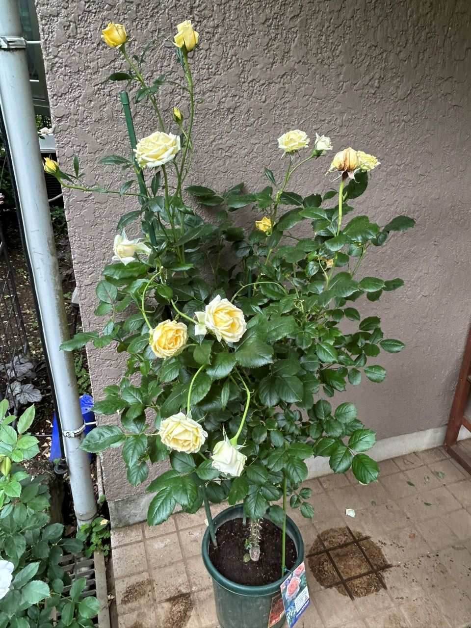 コート・ドール中苗の25週後