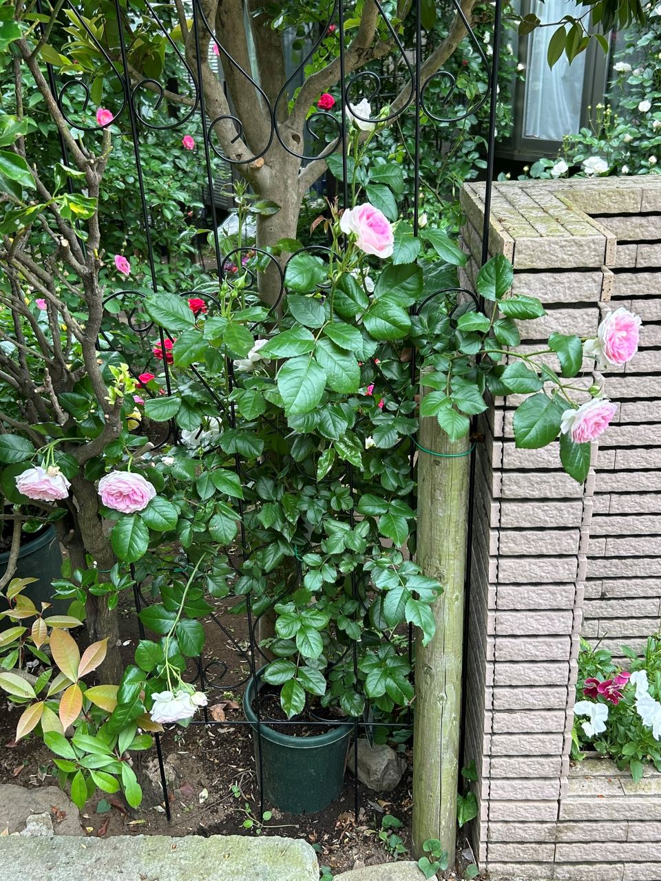 クルール・デ・ラムール半長尺苗の21週後