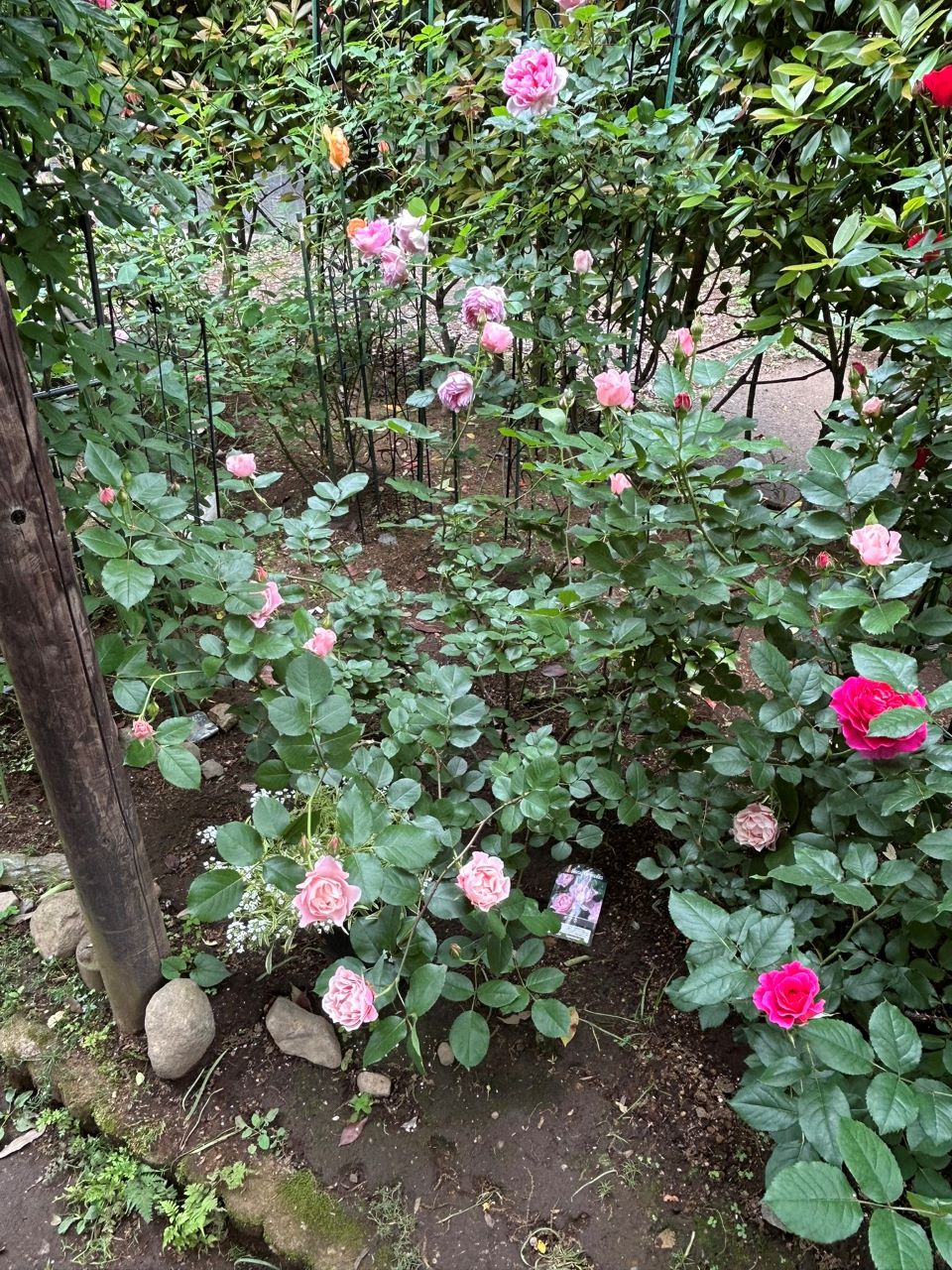 ダフネ大苗の65週後