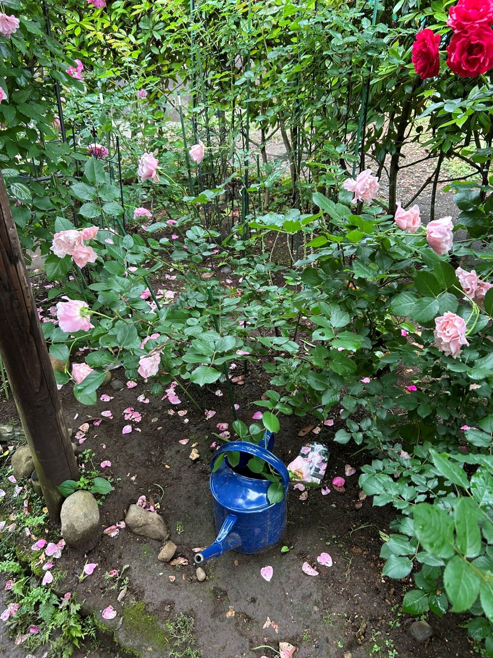 ダフネ大苗の66週後