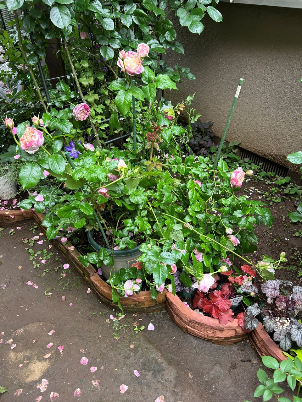 エドゥアールマネの開花苗の30週後