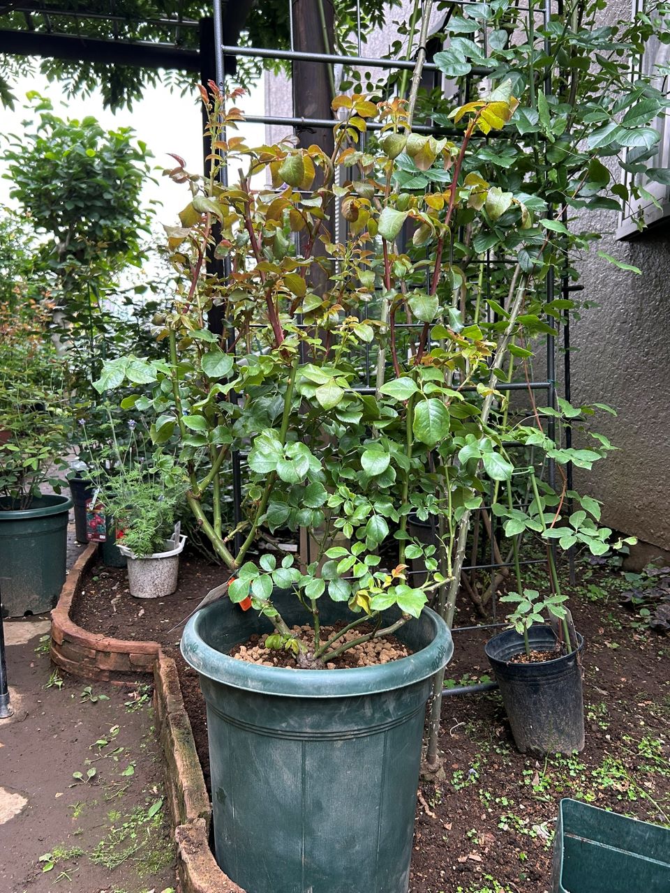 フランボワーズバニーユ開花苗の鉢増し