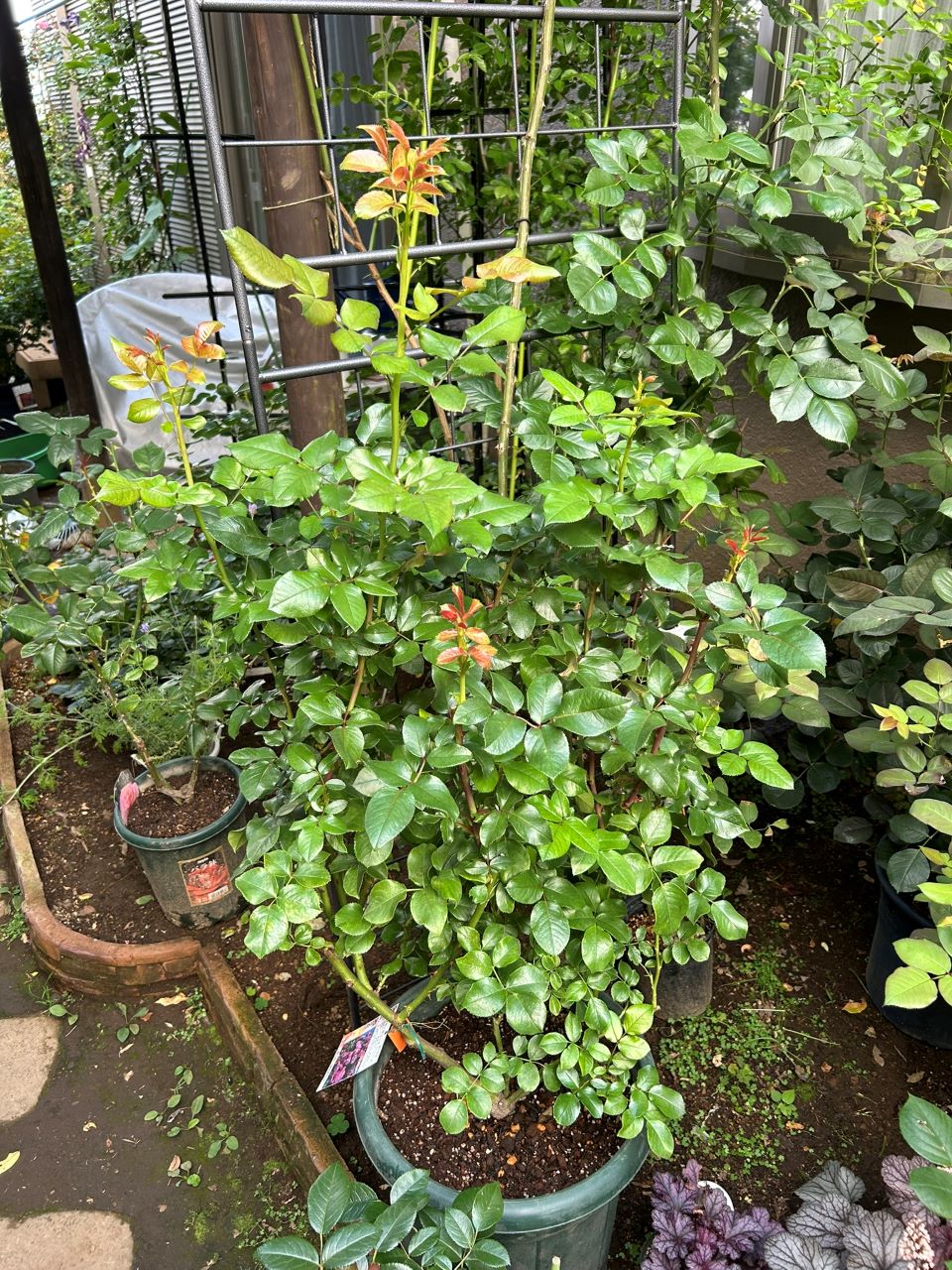 フランボワーズバニーユ開花苗の2週後