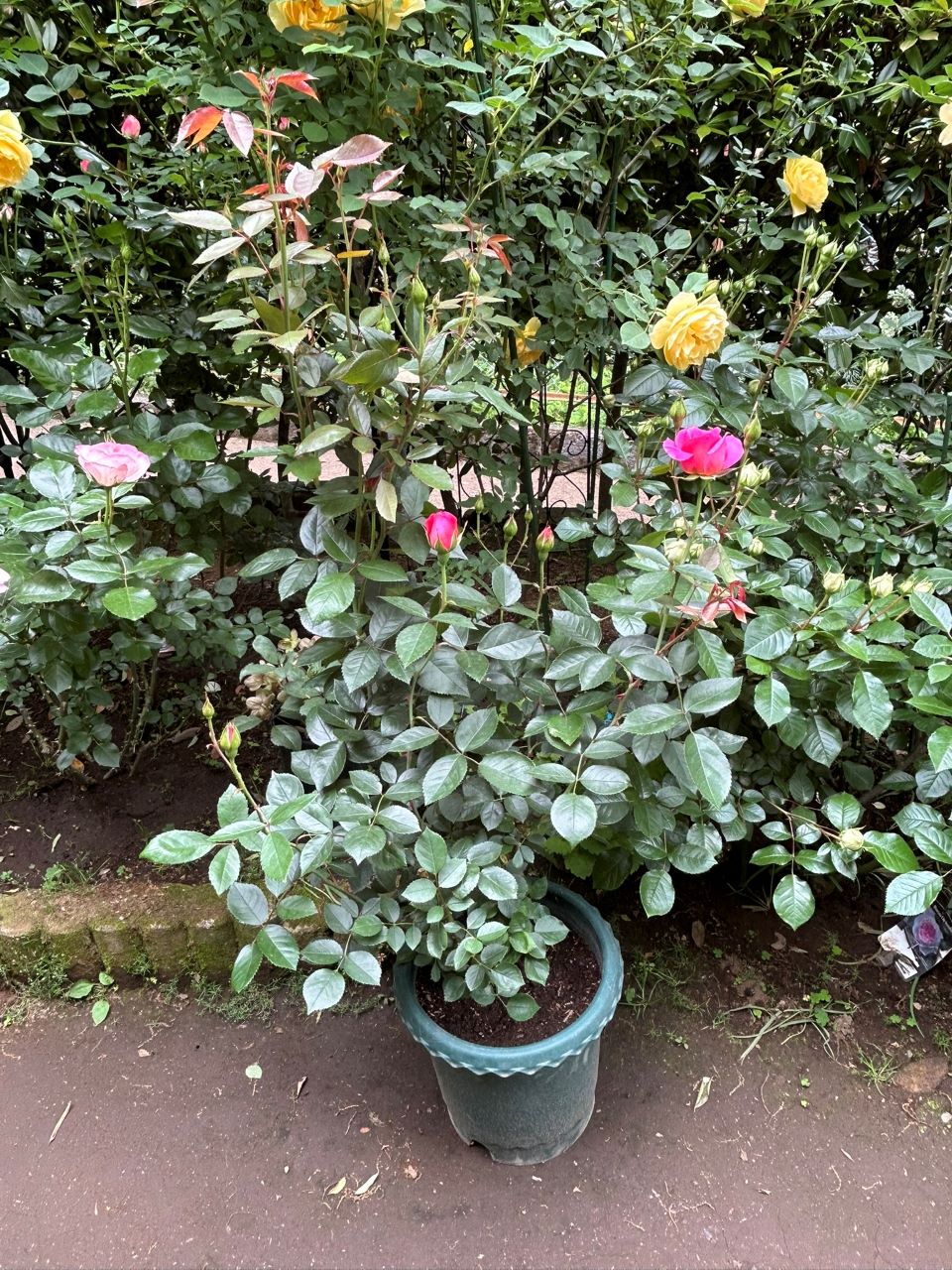 ジェネラシオン・ジャルダン裸苗66週後