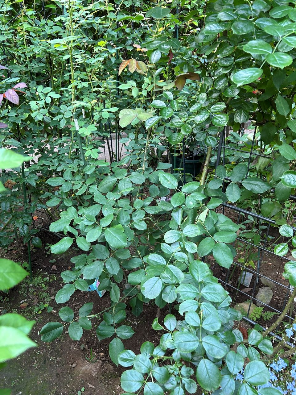 ガートルード・ジェキル代替苗の84週後