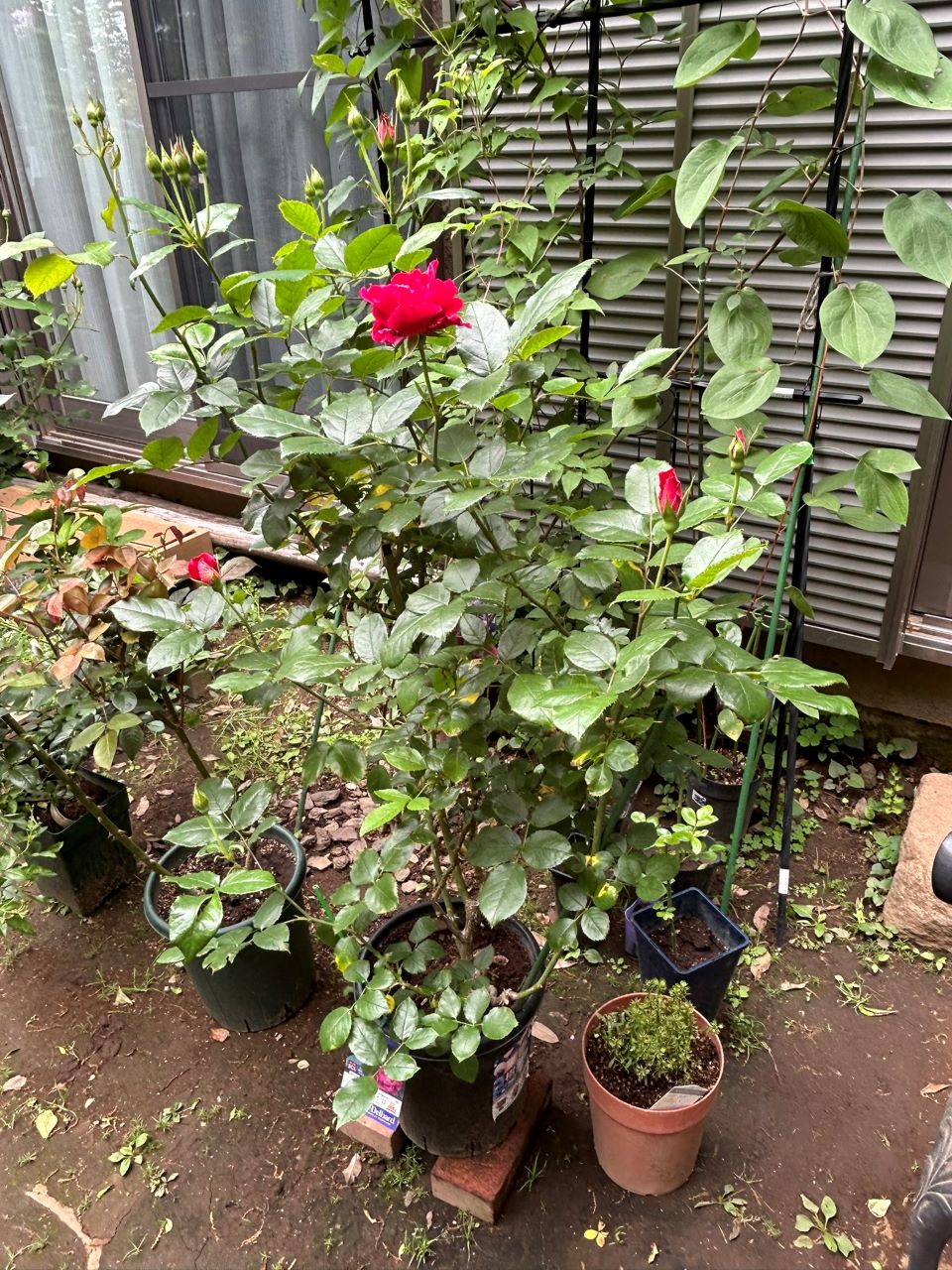 ギー・サヴォア大苗74週後