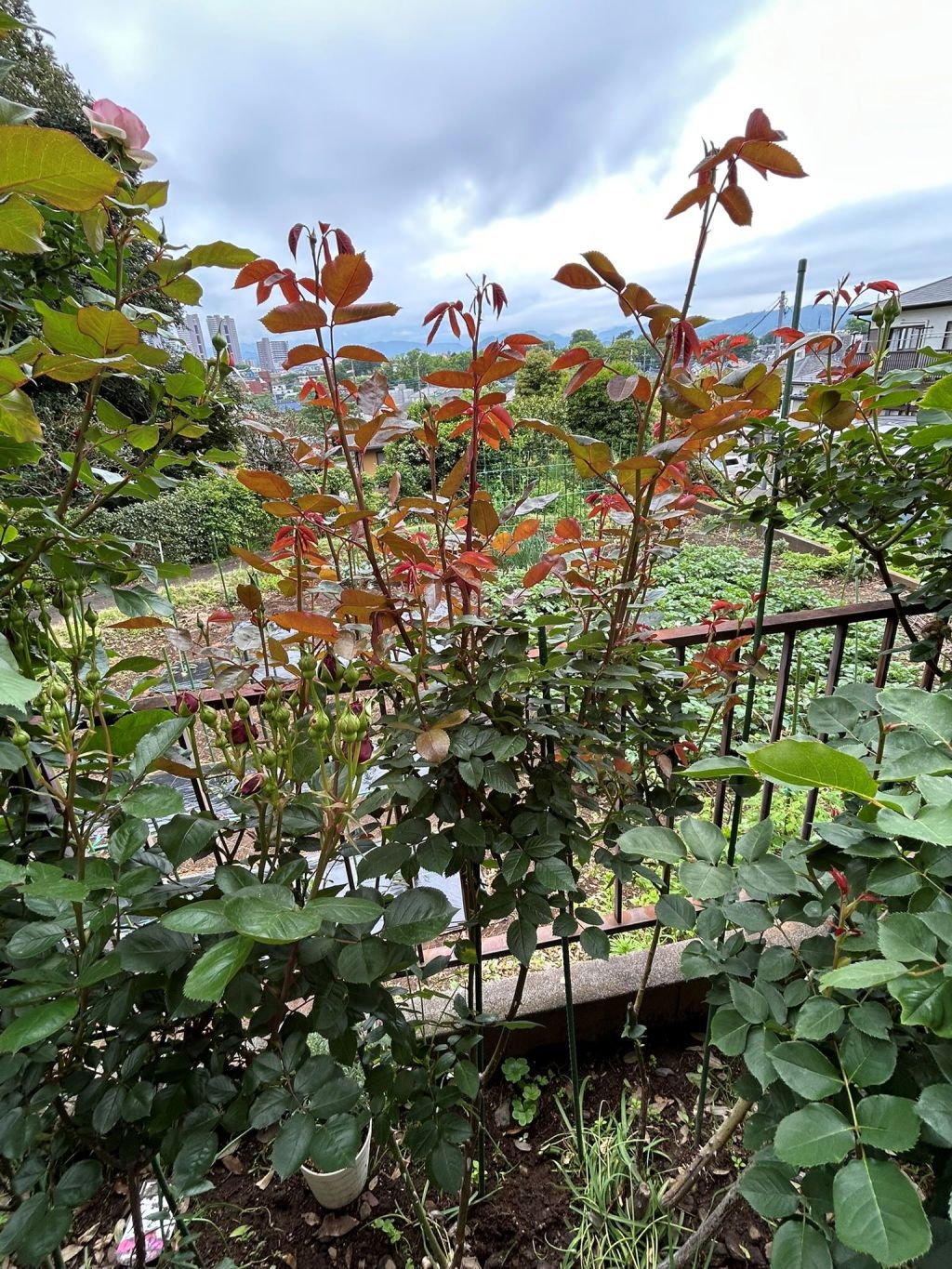 イングリッド・バーグマン春苗の2年目5月上旬-2