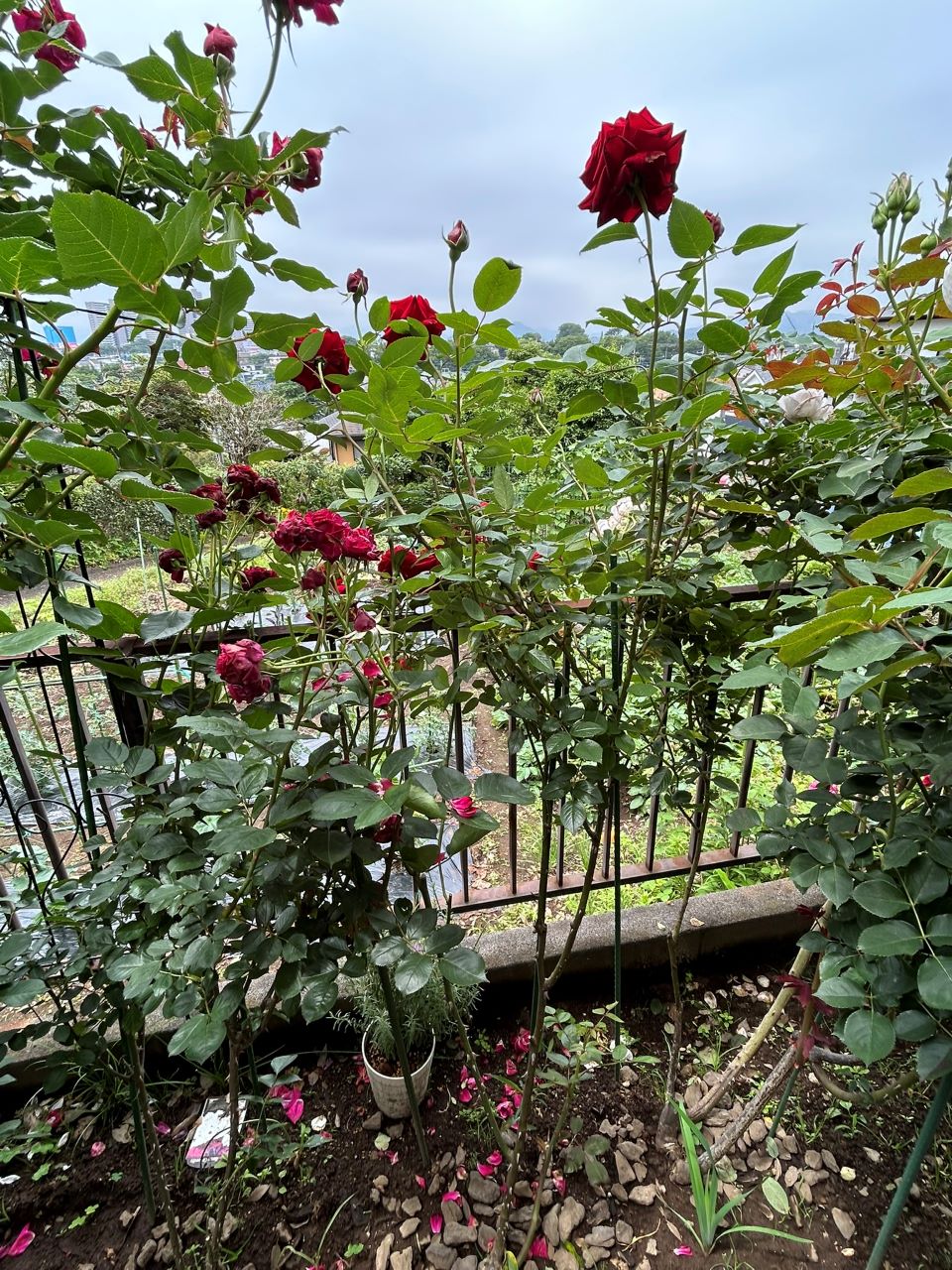 イングリッド・バーグマン春苗の2年目6月上旬