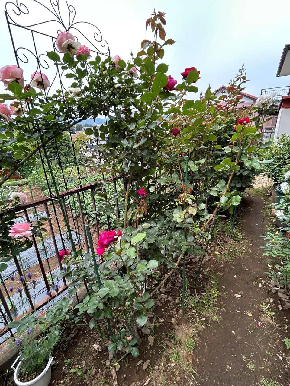 ジョリーメロディ開花苗84週後