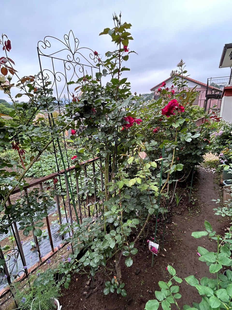 ジョリーメロディ開花苗85週後