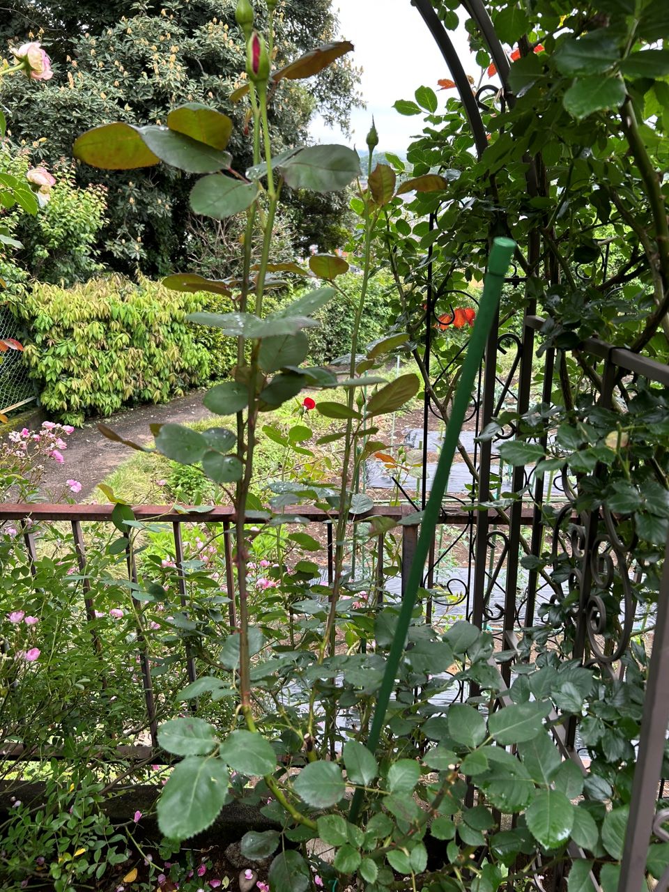 カーディナル地植え30か月後-4