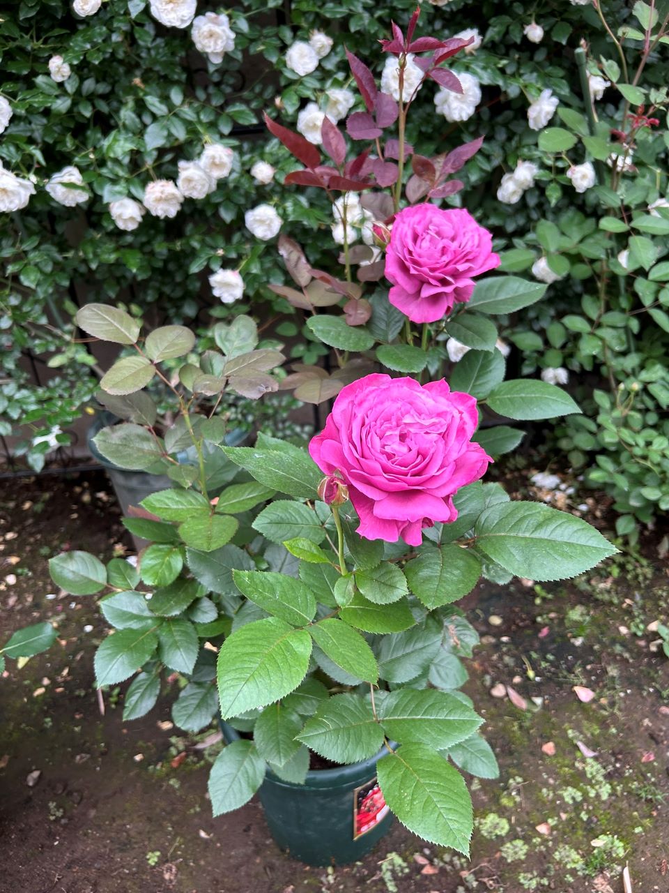 恋いづな開花苗の3週後