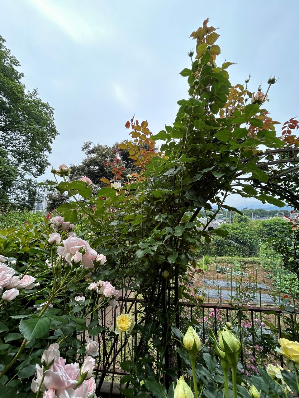 クンツァイト長尺苗地植え109週後