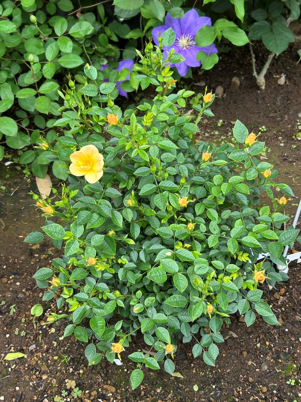 ラヴァルスディアベイル開花苗26週後