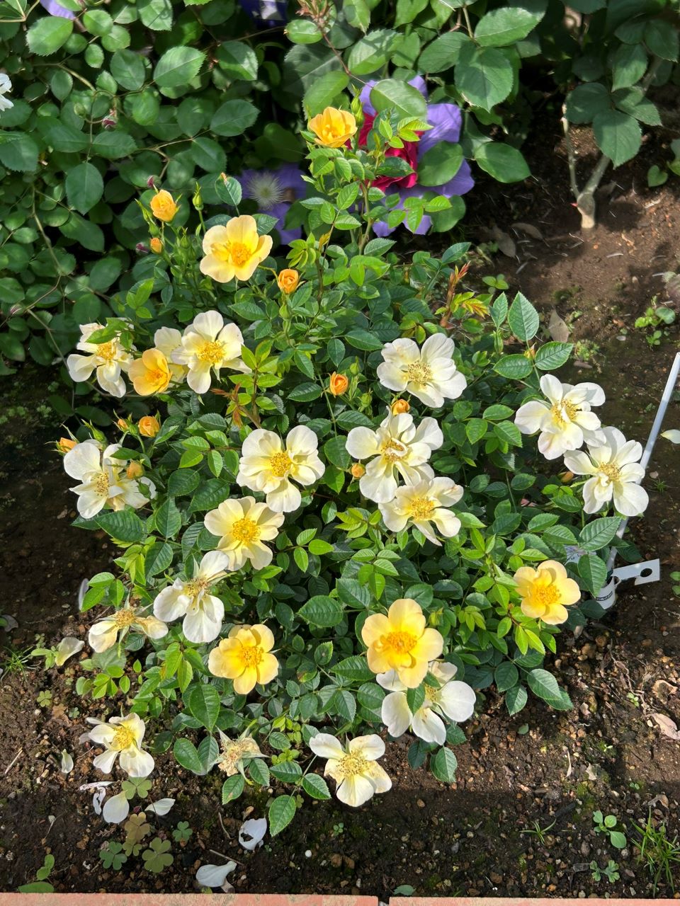 ラヴァルスディアベイル開花苗27週後