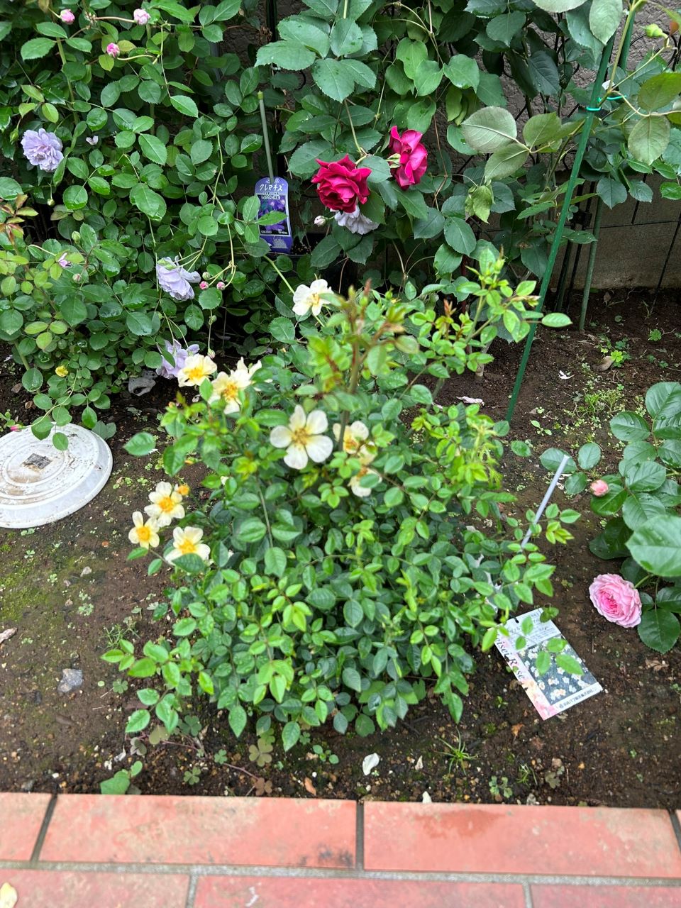 ラヴァルスディアベイル開花苗28週後