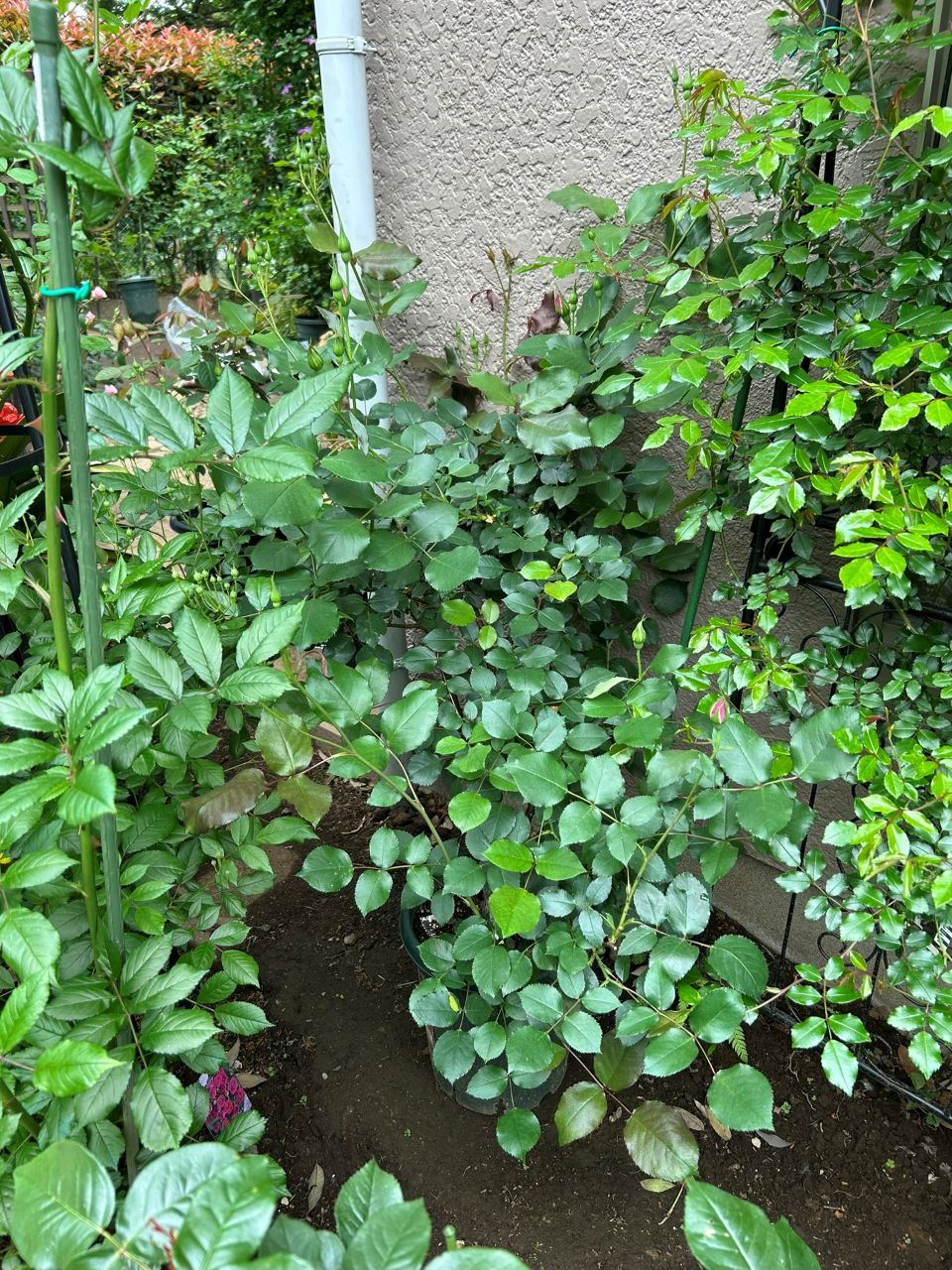 ラグーン大苗の22週後