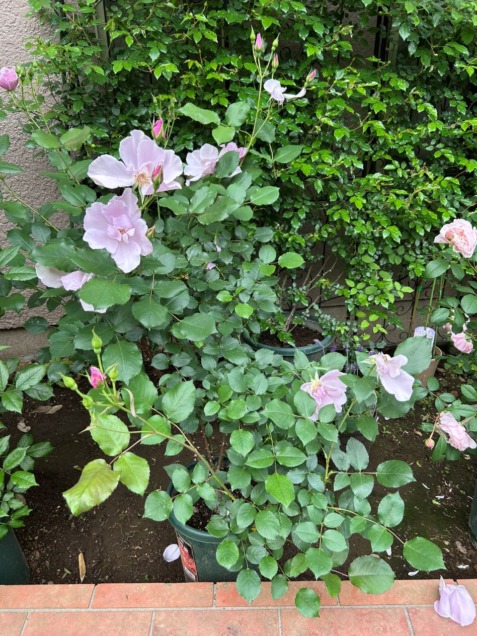 ラグーン大苗の23週後