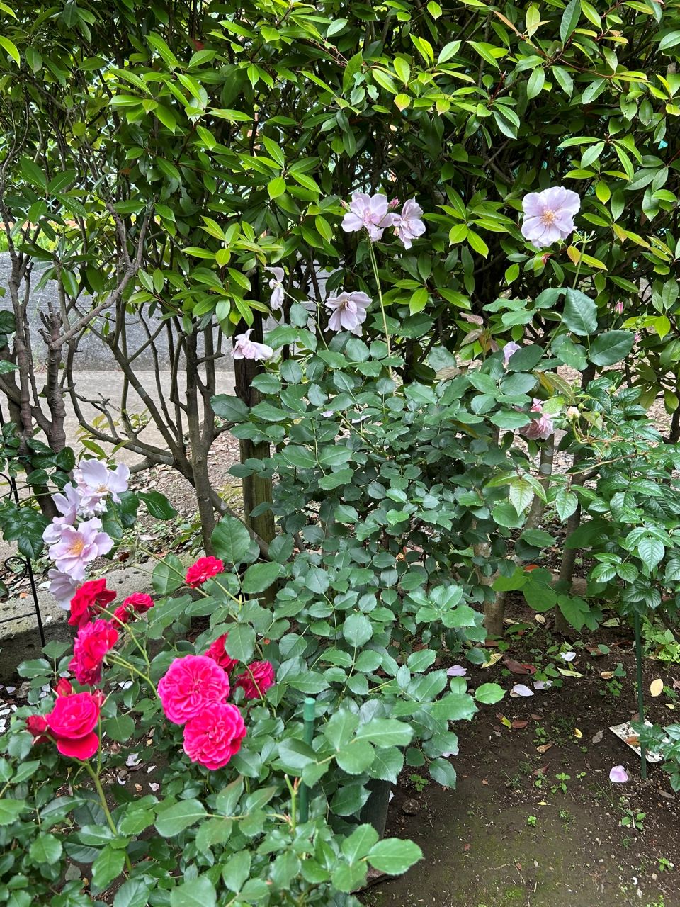 ラグーン大苗の24週後