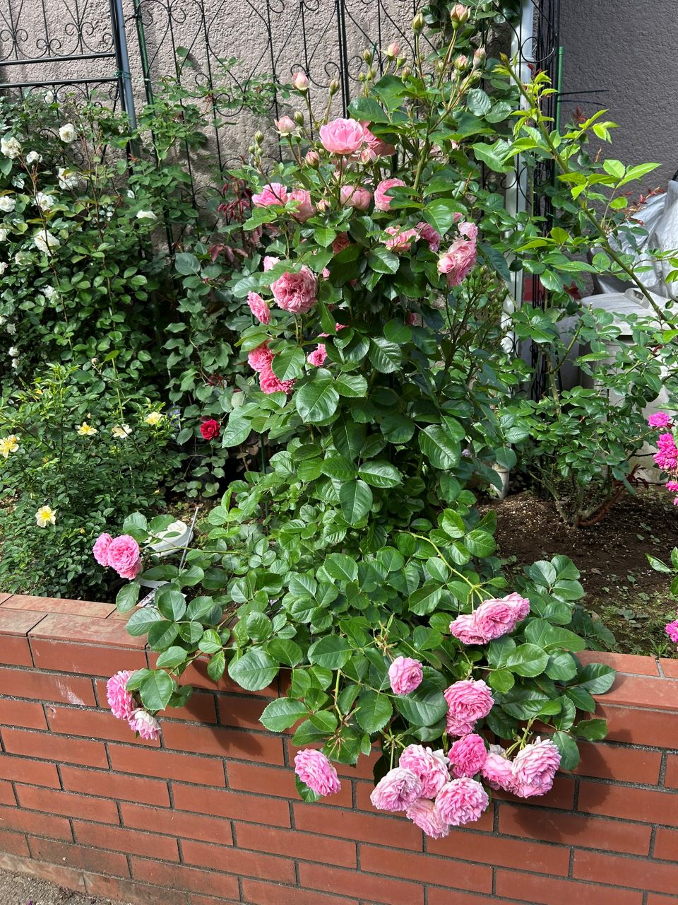 ラリッサバルコニアの大苗47週後