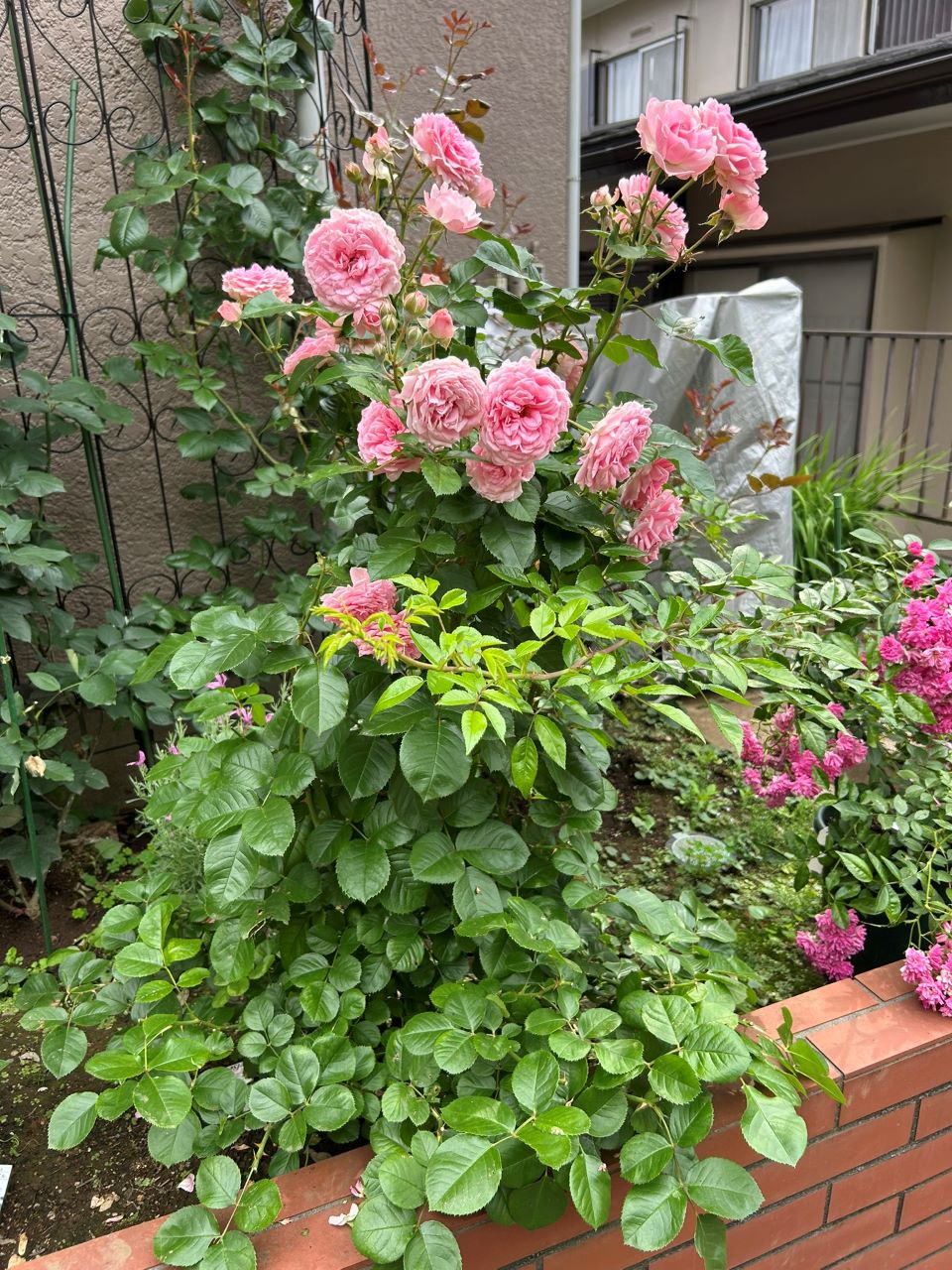 ラリッサバルコニアの大苗48週後