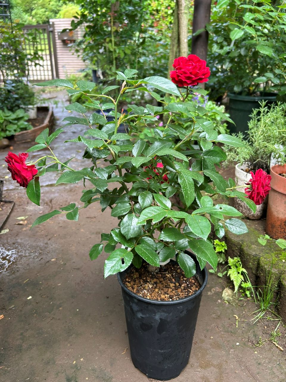 ライデンシャフト開花苗の購入