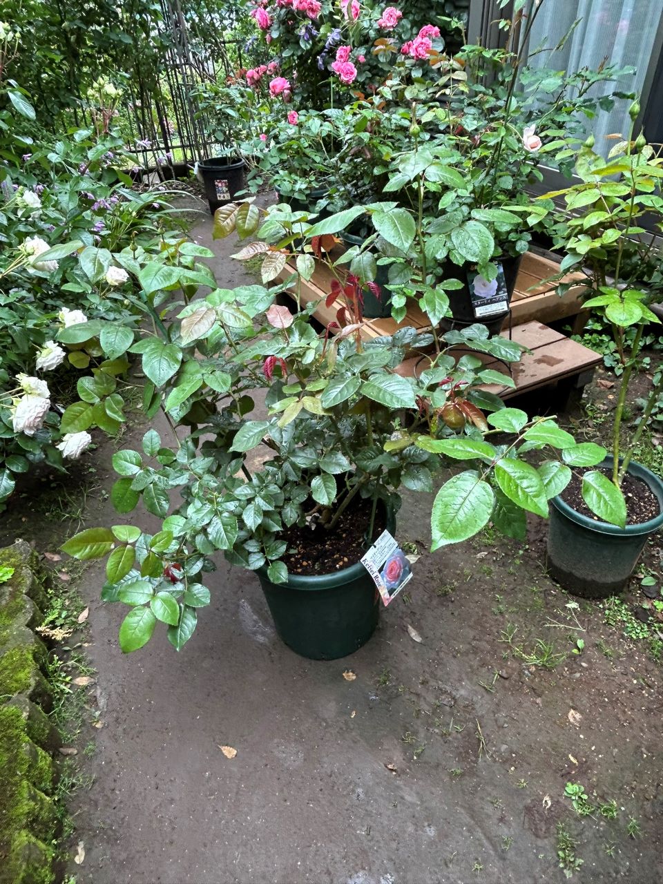 マイガーデン開花苗の36週後