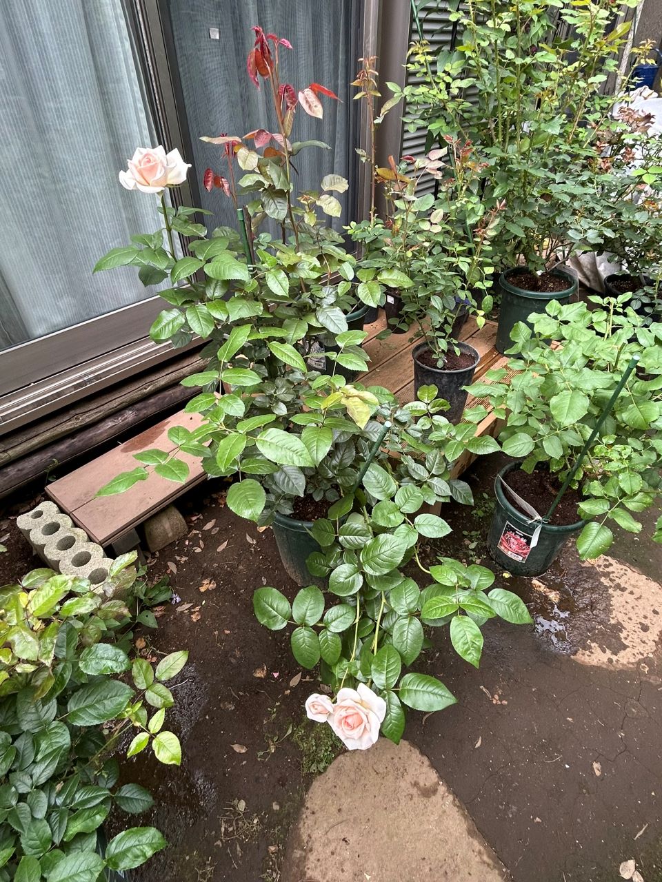 マイガーデン開花苗の37週後