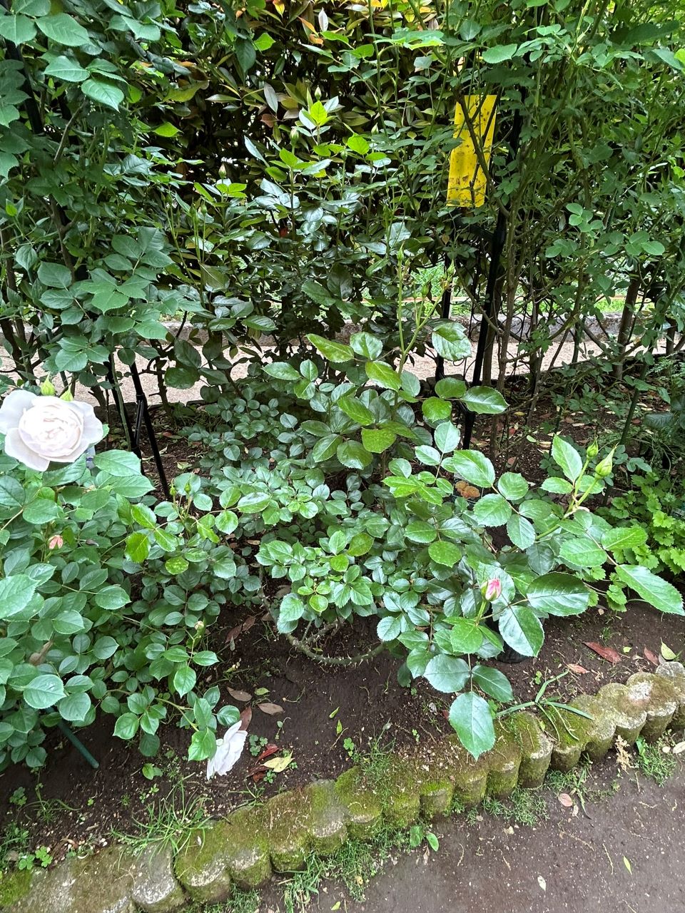 ニコール開花苗の114週後