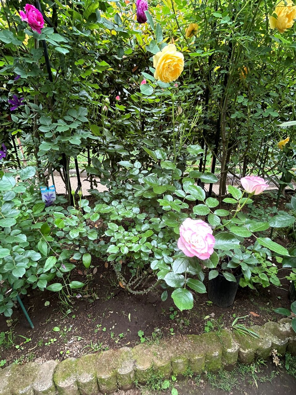 ニコール開花苗の115週後