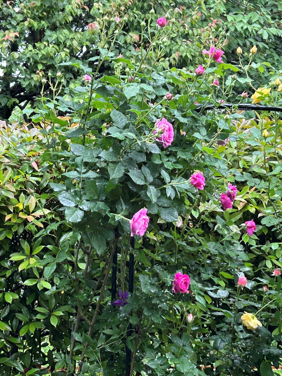 オドゥールダムール新苗の98週後