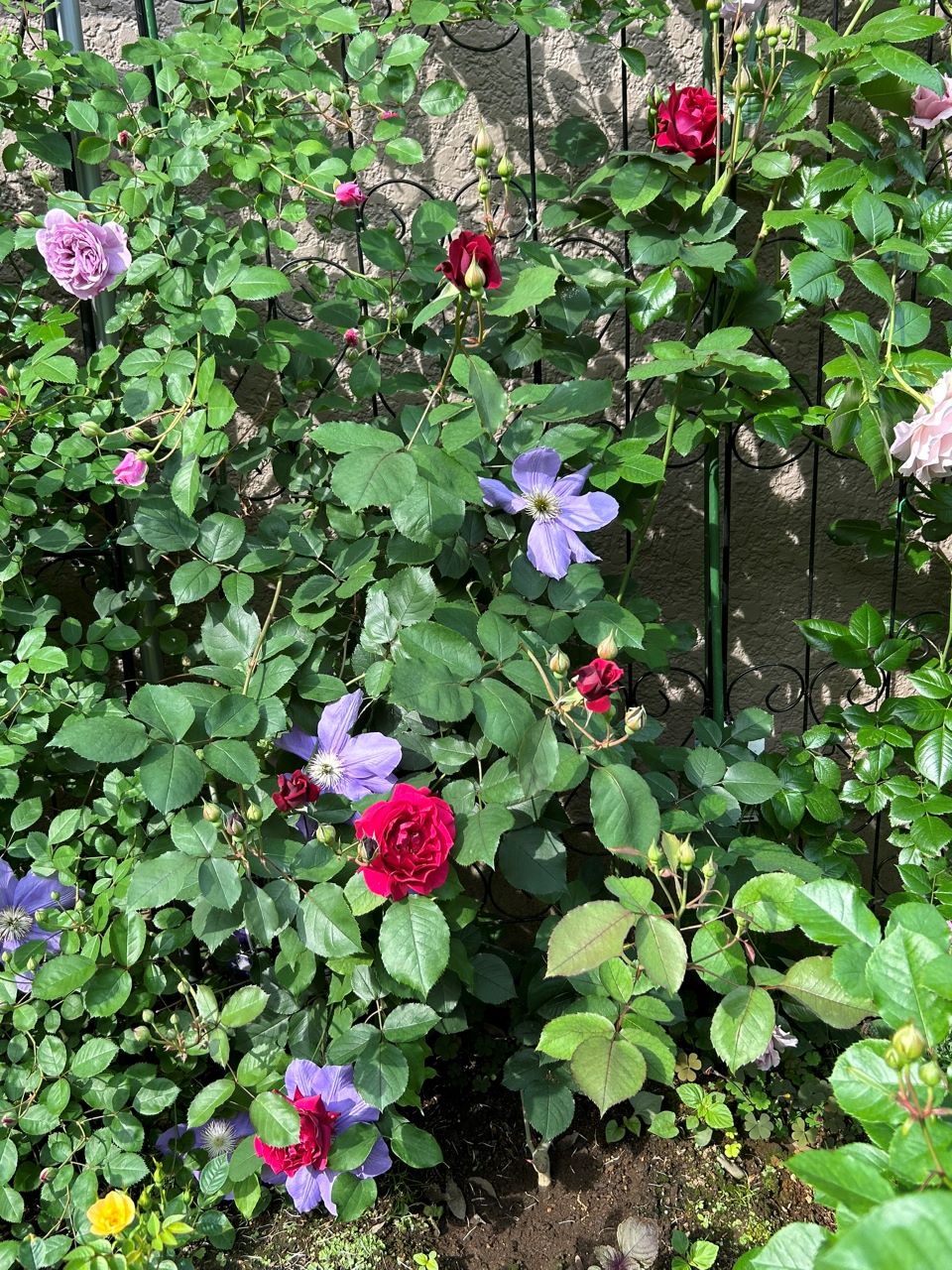 オデュッセイア大苗63週後