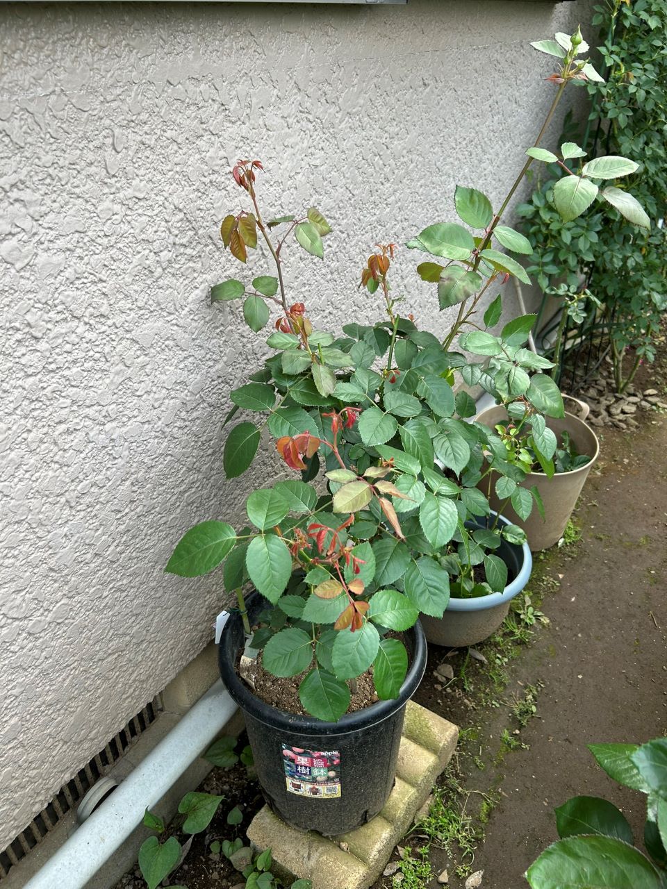 オリビア・ローズ・オースチン大苗71週後