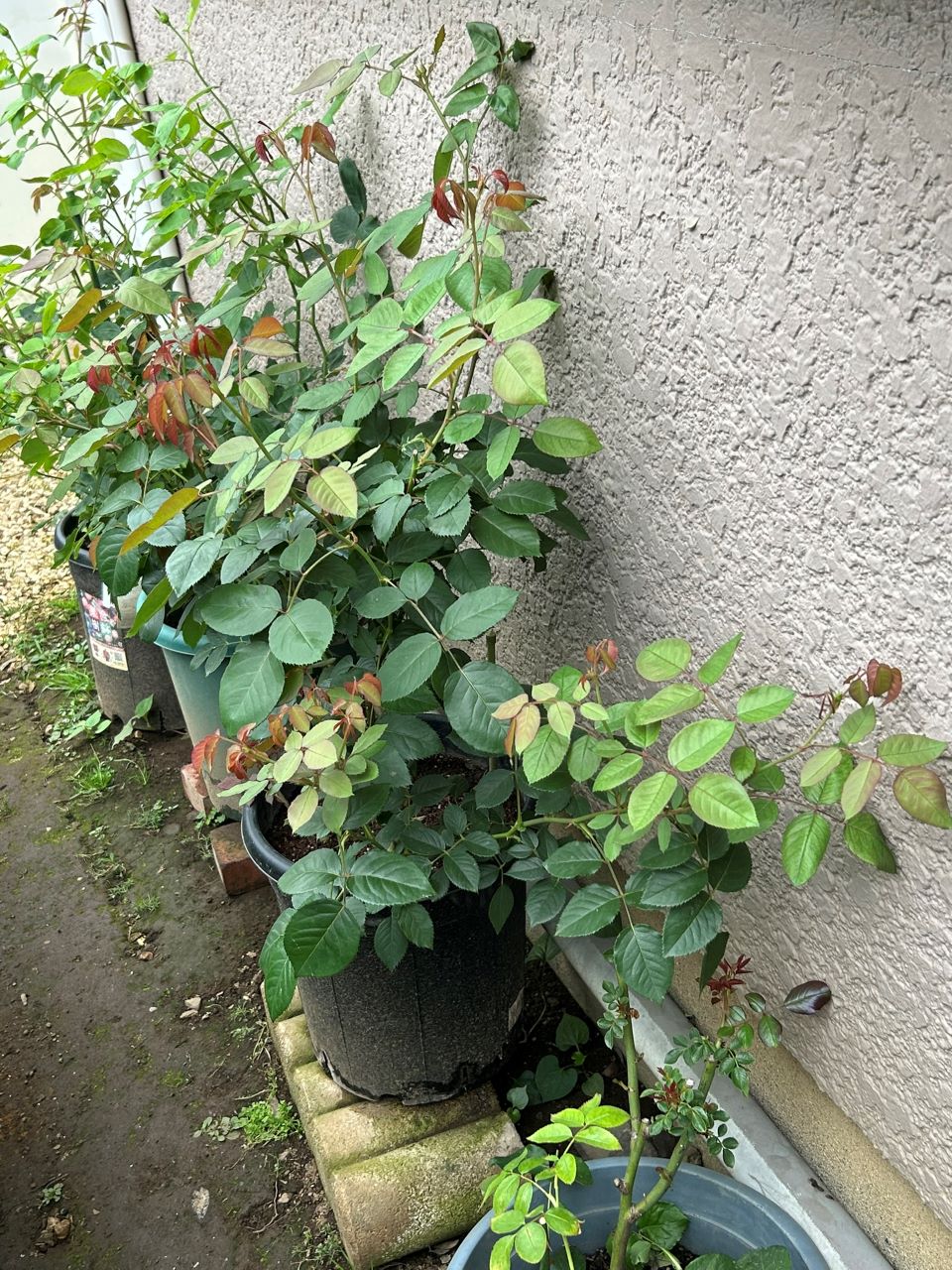 オリビア・ローズ・オースチン大苗72週後