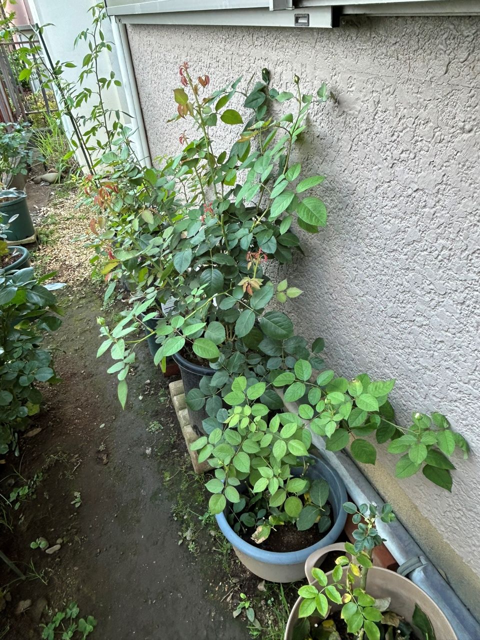 オリビア・ローズ・オースチン大苗73週後