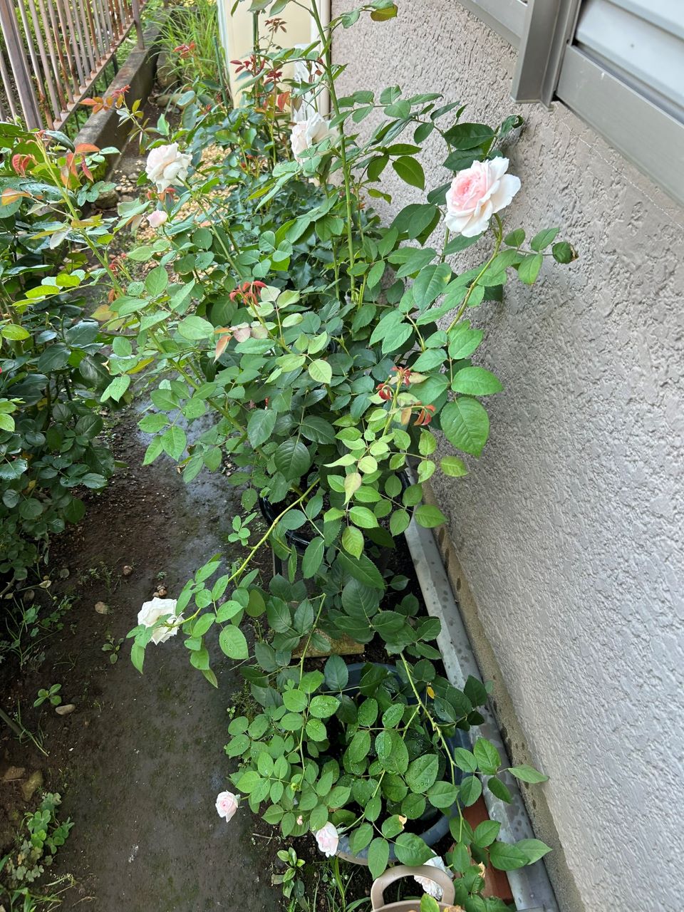 オリビア・ローズ・オースチン大苗74週後