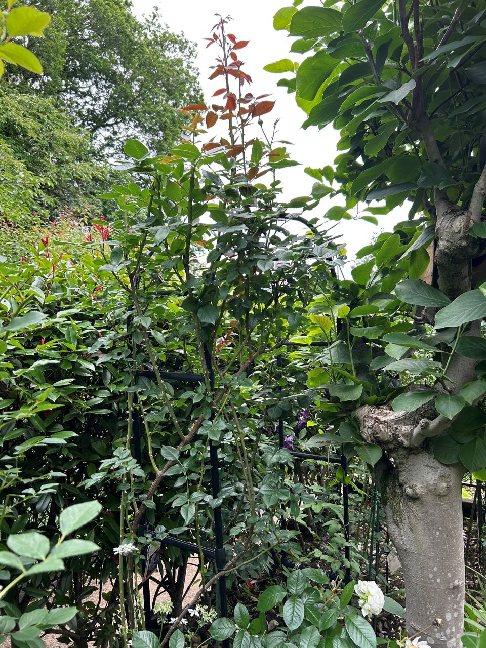 パフュームドレス新苗の99週後