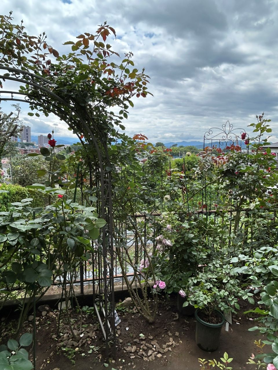 ピエール・ドゥ・ロンサール開花苗103週後