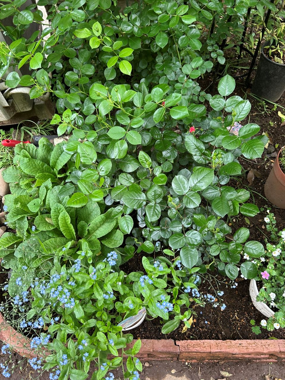 ピンクブリックハウス開花苗の34週後