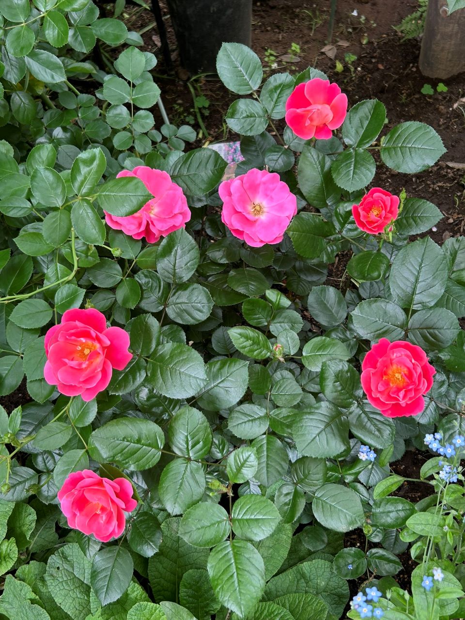 ピンクブリックハウス開花苗の35週後