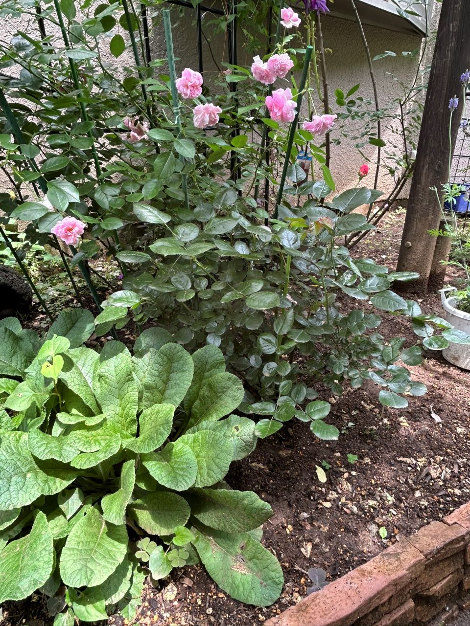 ピンクブリックハウス開花苗の37週後