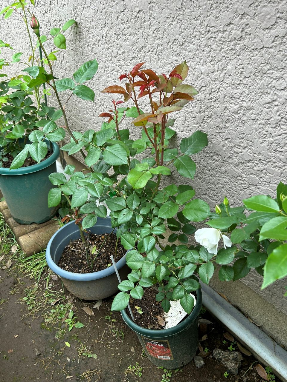 クイーンエリザベス新苗48週後