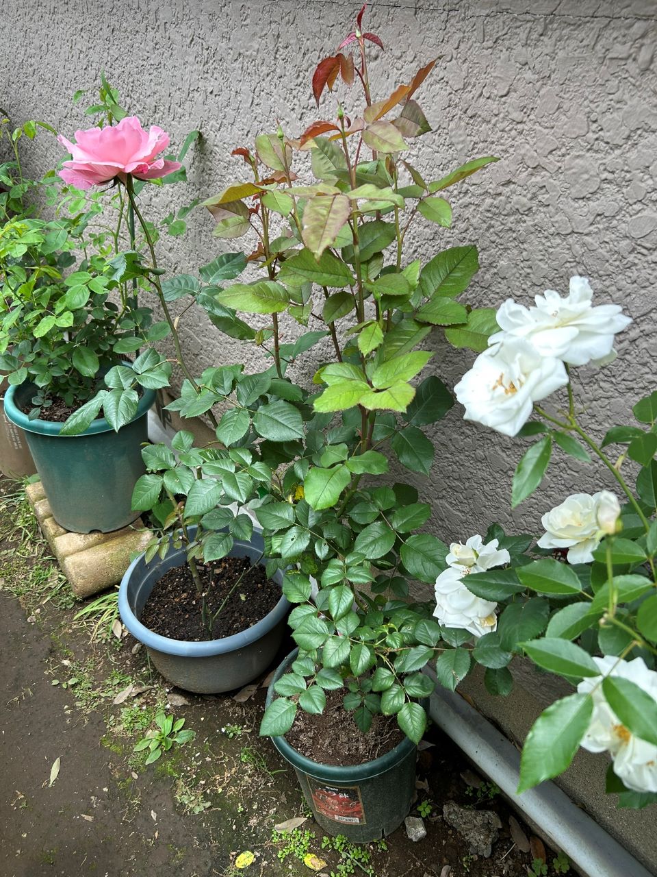 クイーンエリザベス新苗49週後