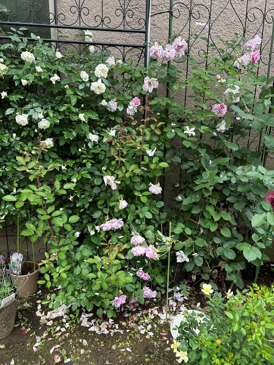 レイニーブルー開花苗55週後