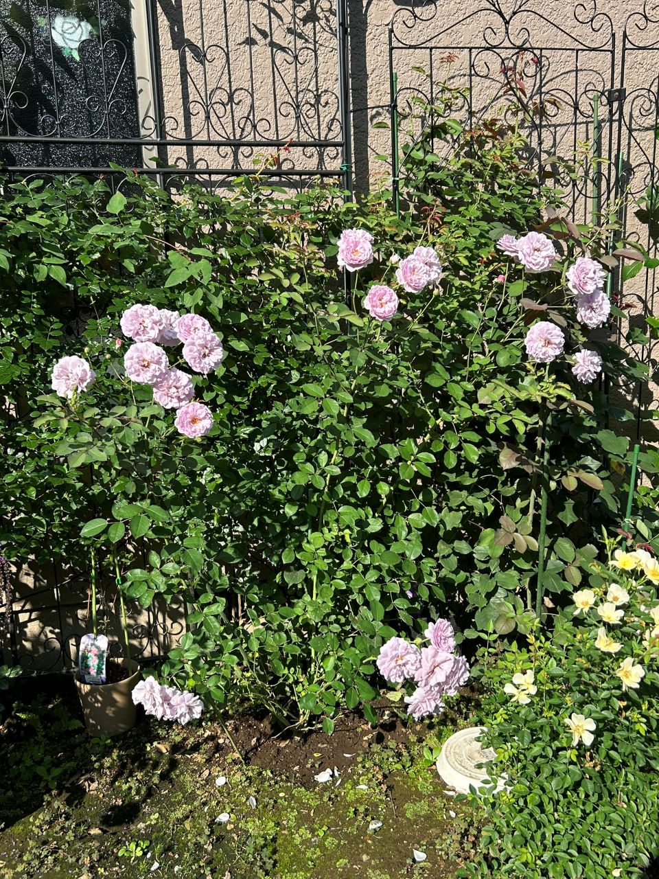 レイニーブルー開花苗58週後