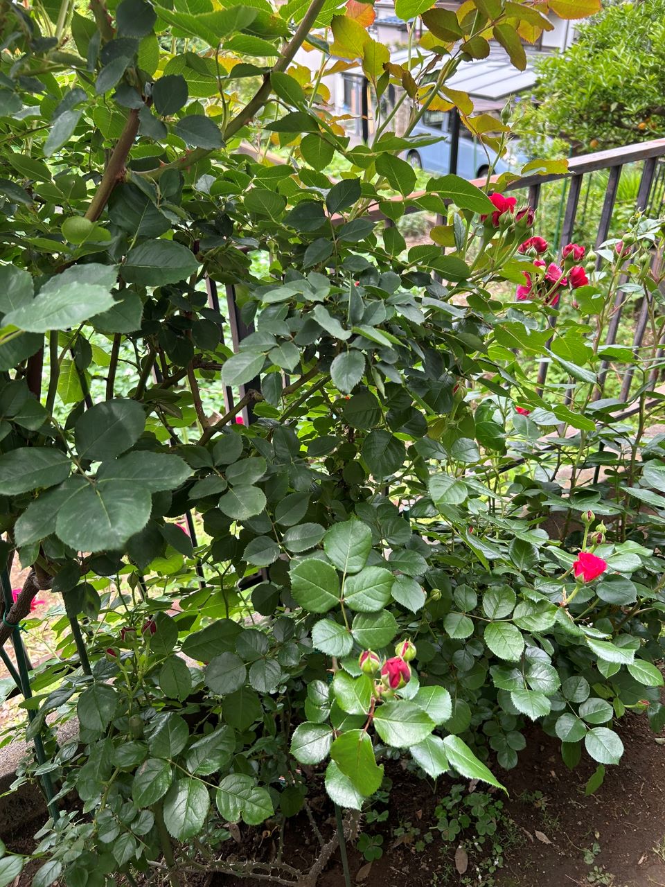 レッドレオナルドダビンチ新苗98週後